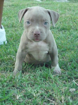 pitbull blue merida