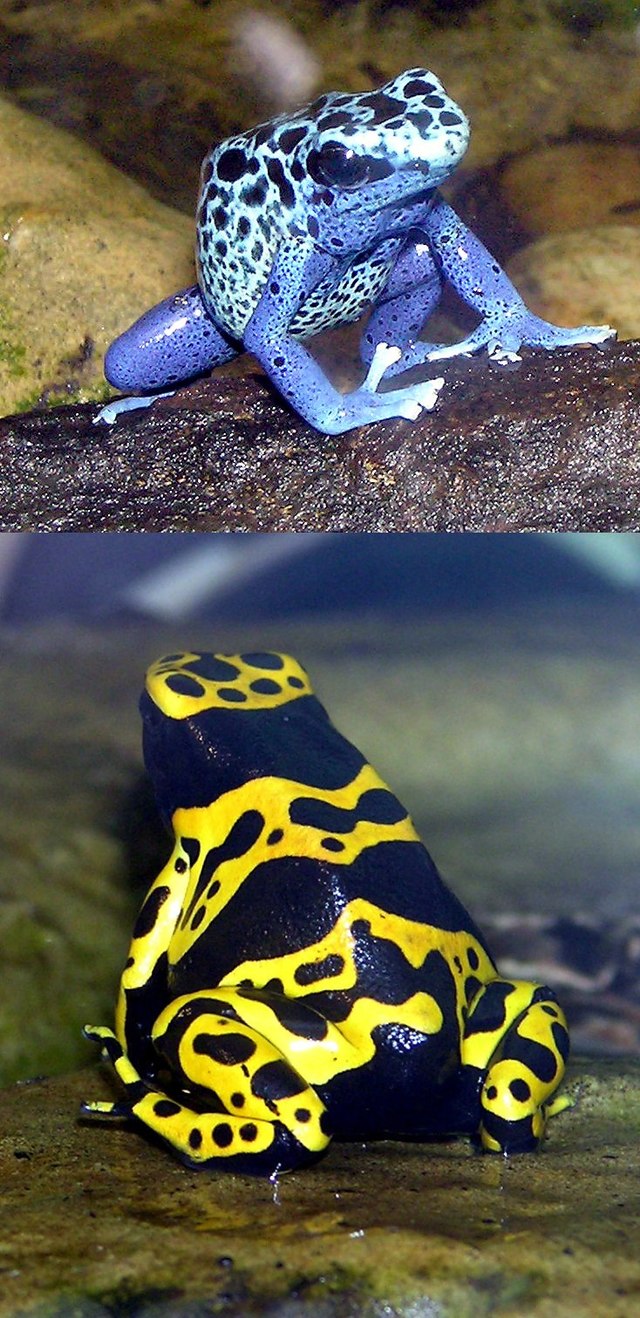 poison frog images