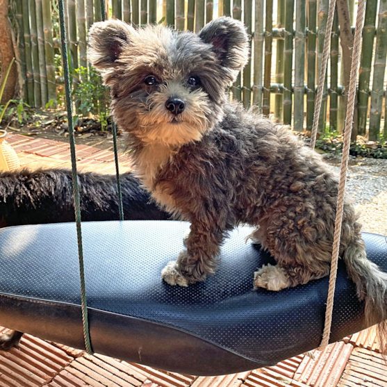 pomapoo full grown