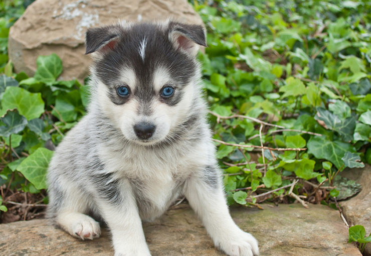 pomeranian husky price philippines