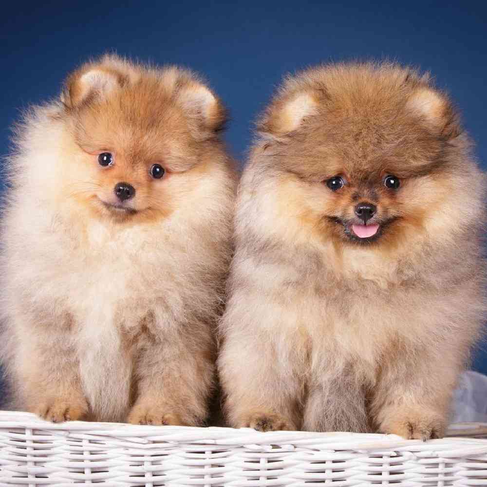 pomeranian puppies forsale