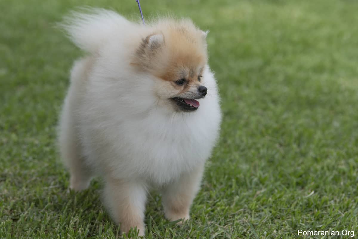 pomeranian size fully grown