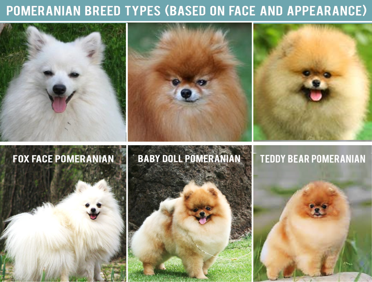 pomeranian varieties