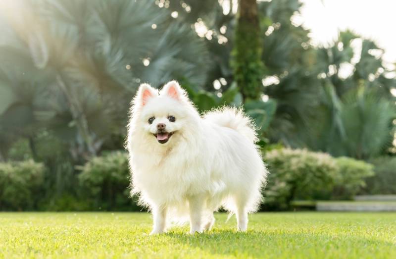 pomeranian white