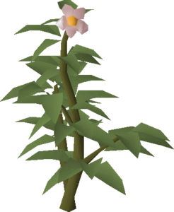 potato tree osrs