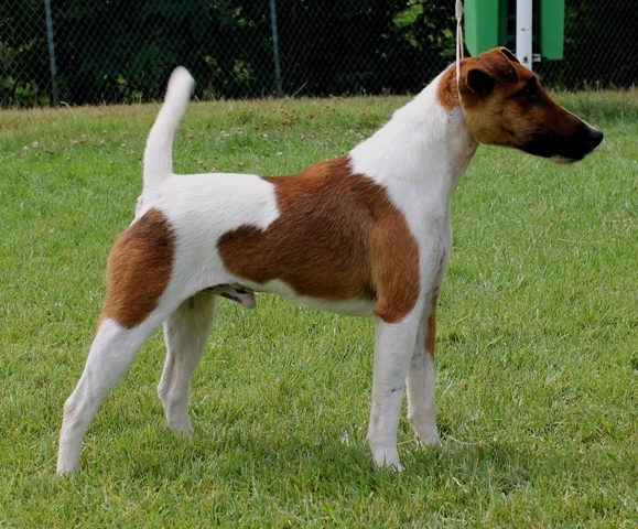 prix fox terrier poil lisse