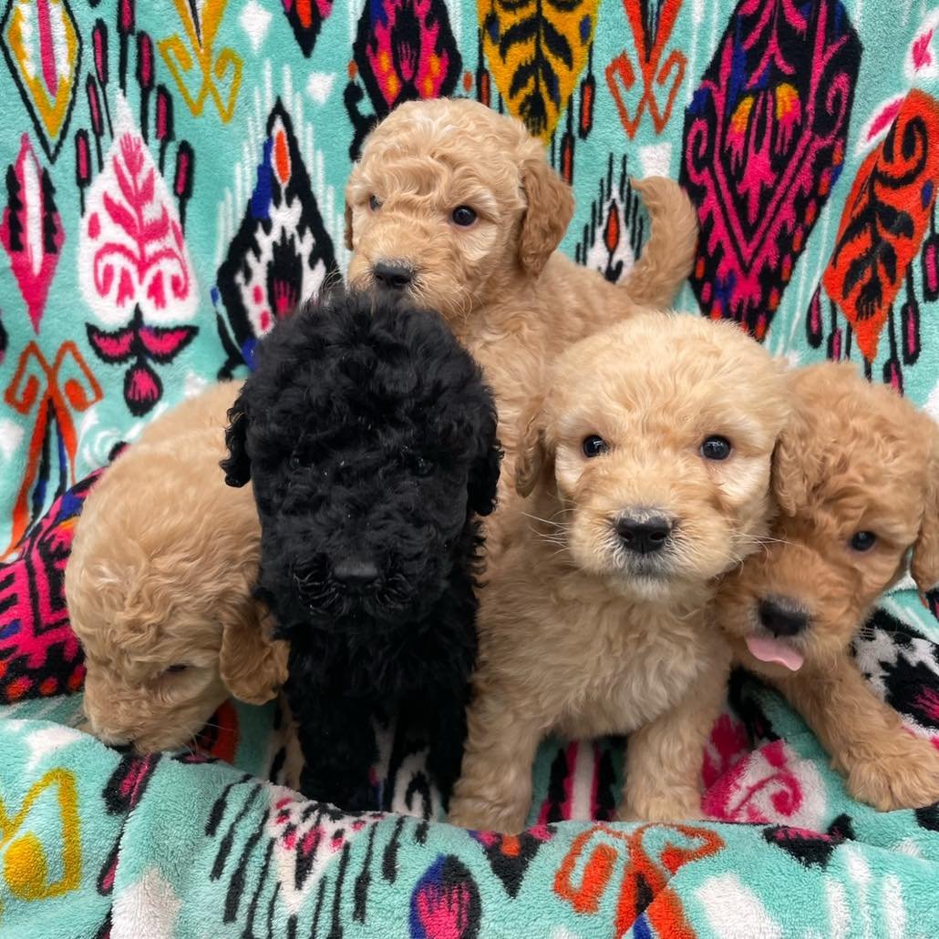 puppies for sale ne