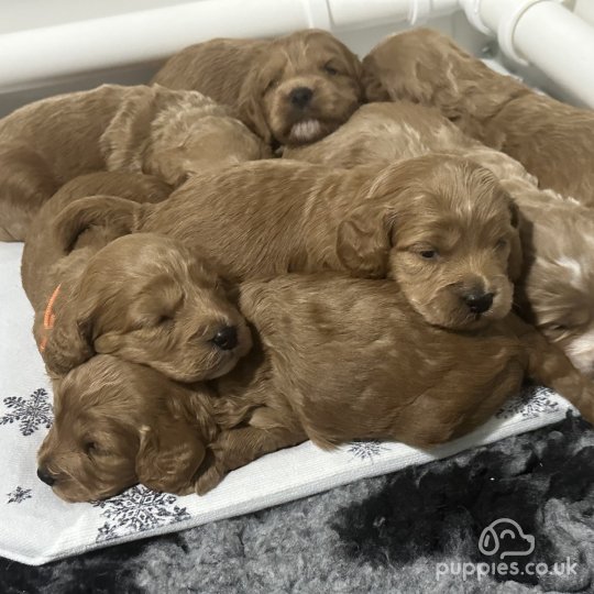 puppies for sale scarborough uk