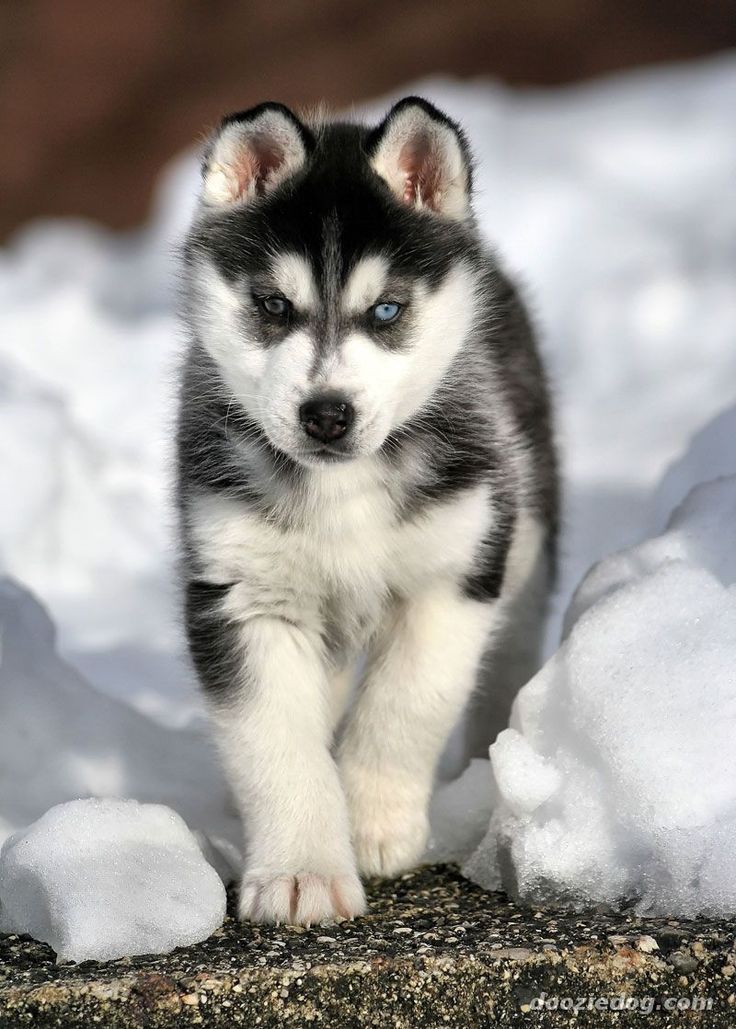 puppy husky cute