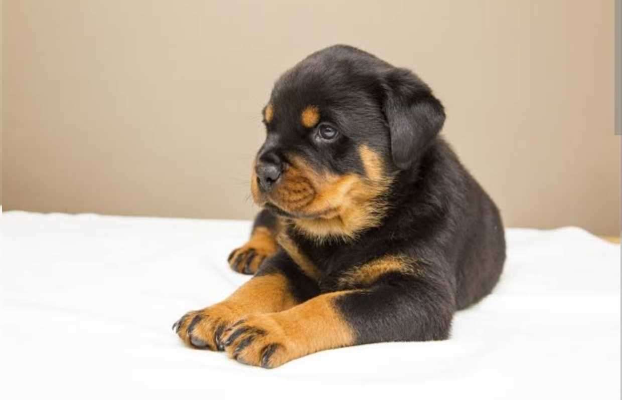 puppy rottweiler for sale