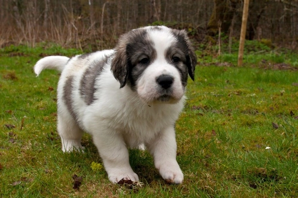 pyrenean mastiff price