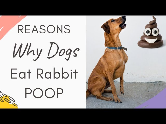 rabbit droppings dogs eating