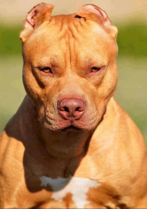 red nose bully pitbull