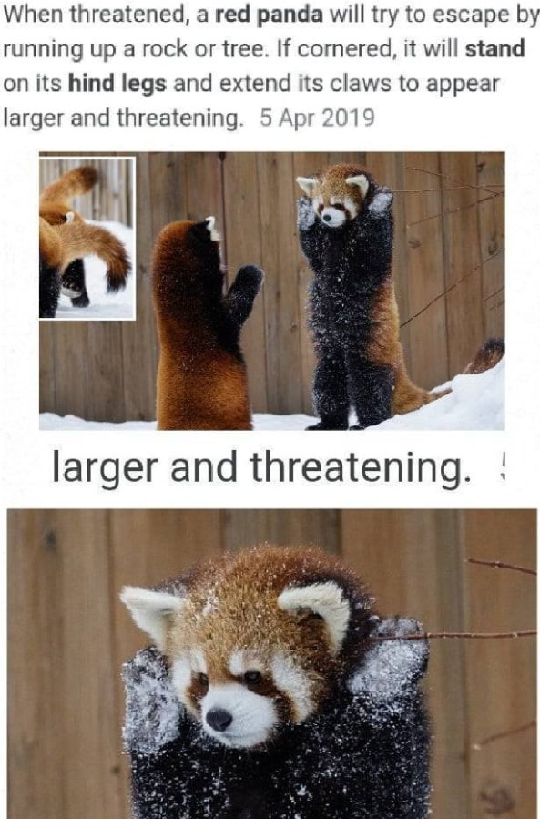 red panda trying to be scary