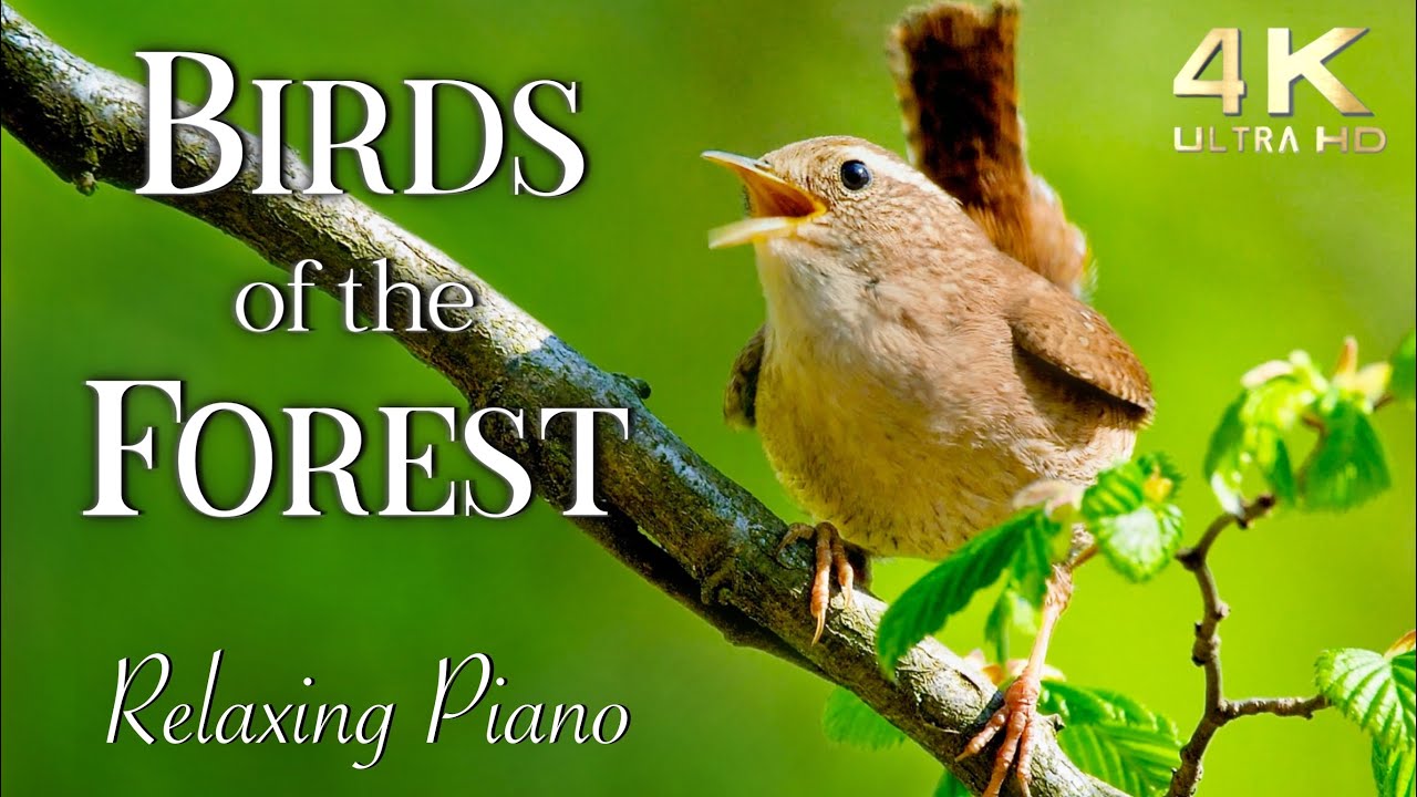 relaxing music with birds