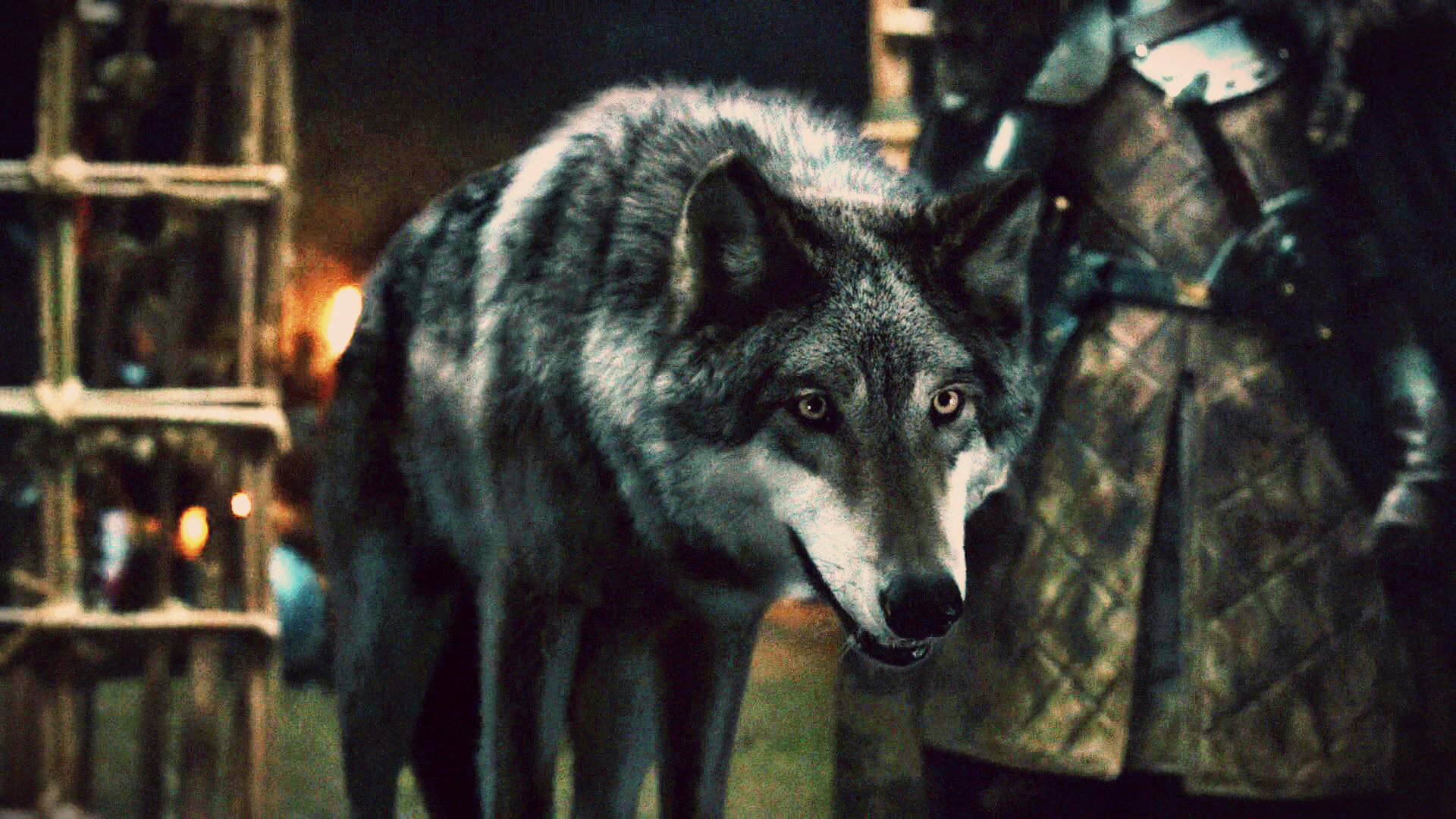 robb stark wolf