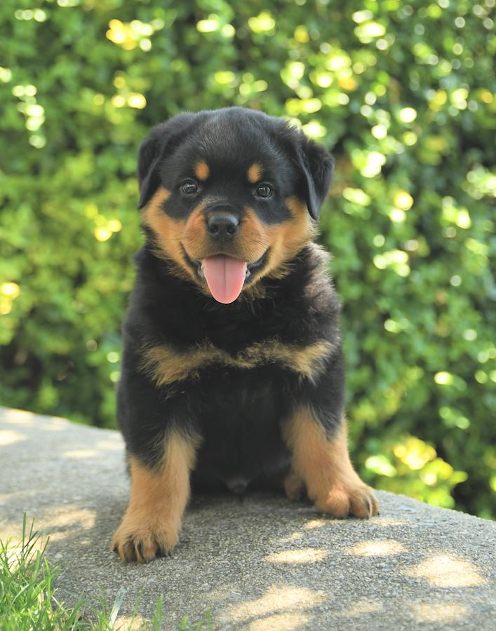 rottweiler for sale near me