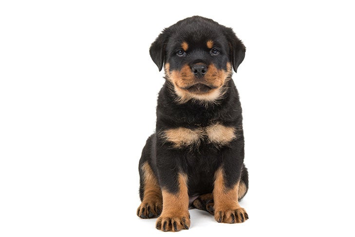 rottweiler pictures