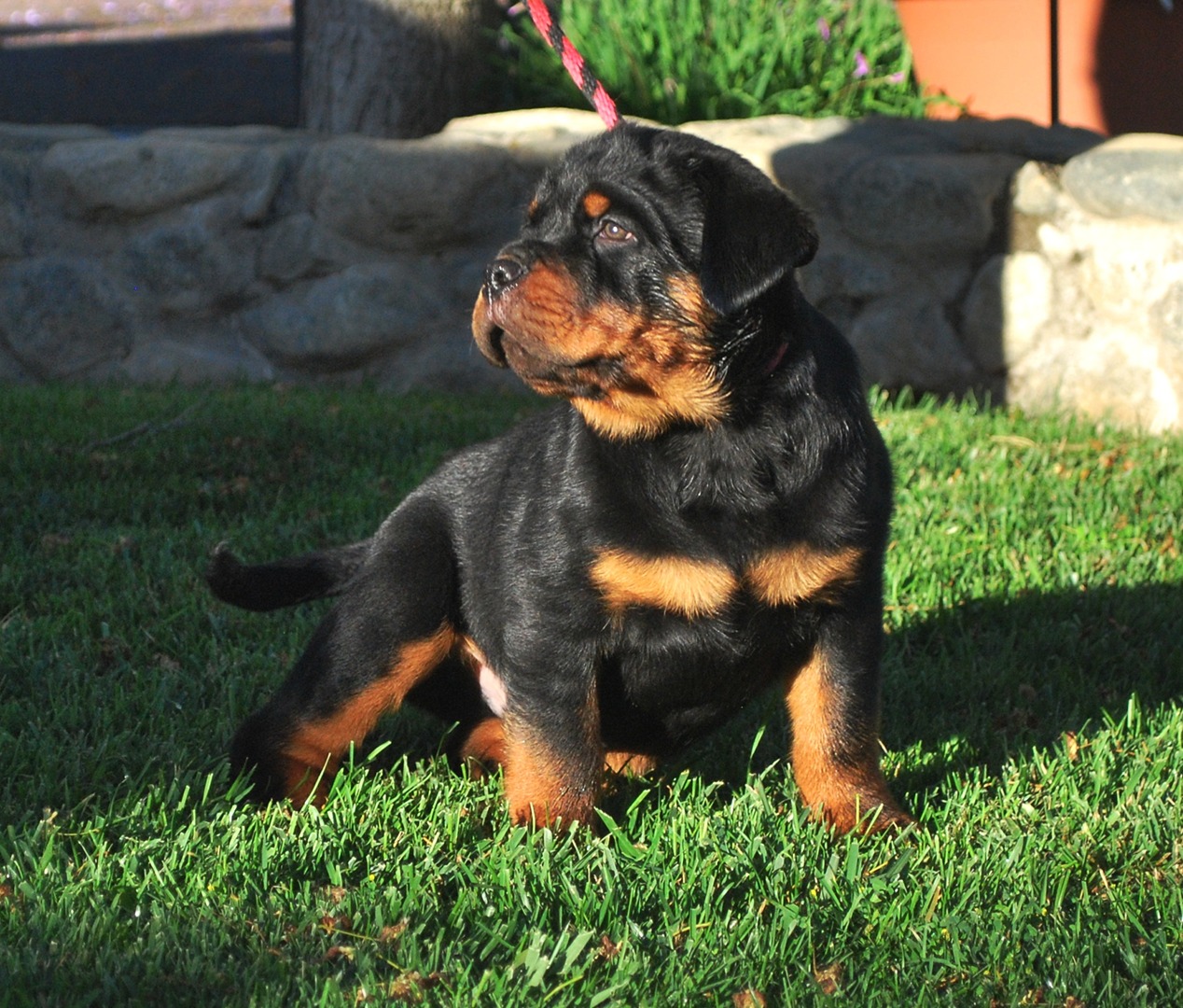 rottweiler puppies for sale near me