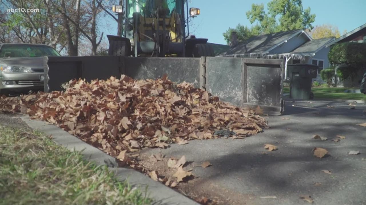 sacramento leaf season