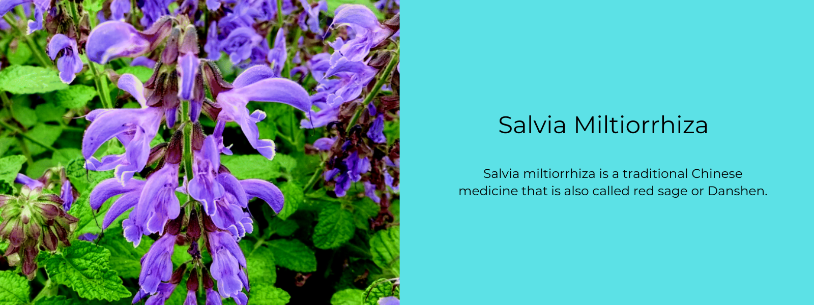 salvia miltiorrhiza