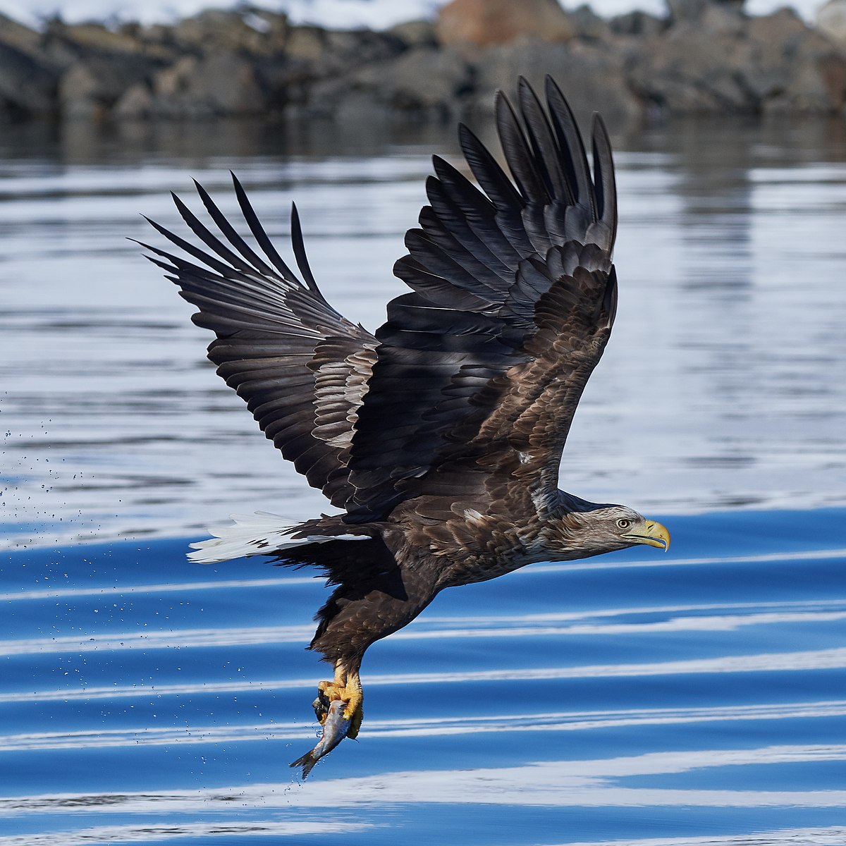 sea eagle 3 letters