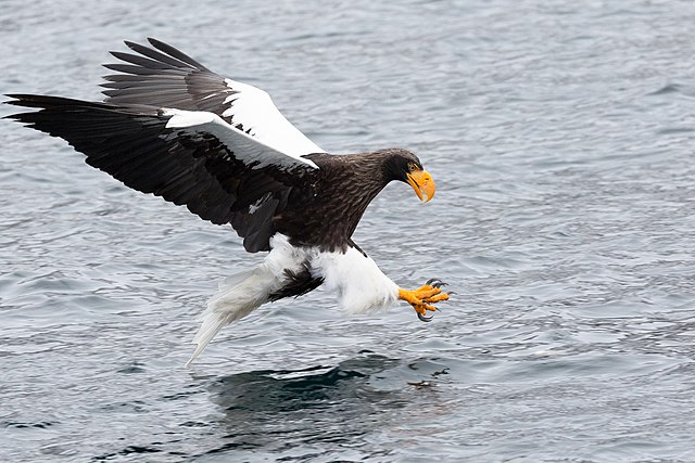 sea eagle crossword clue