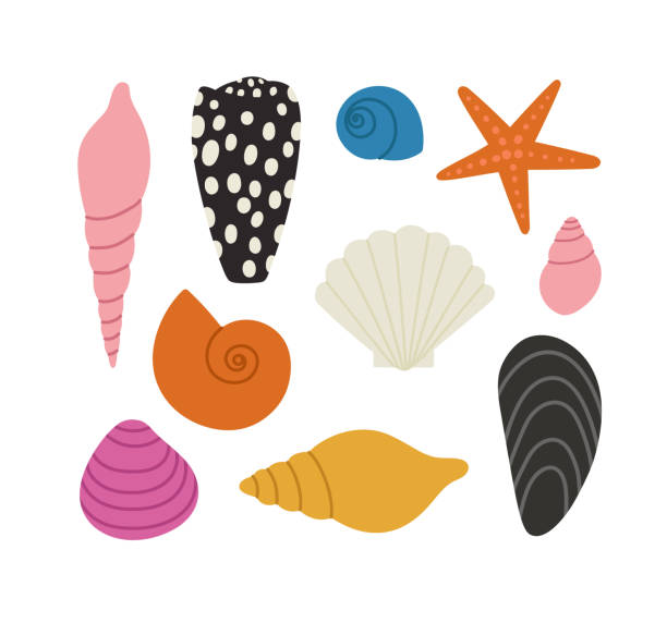 shells clipart