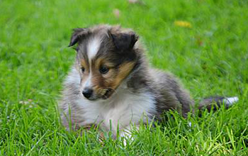 sheltie breeders puppies for sale