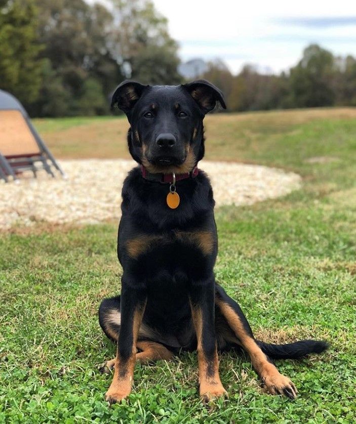 shepherd rottweiler cross