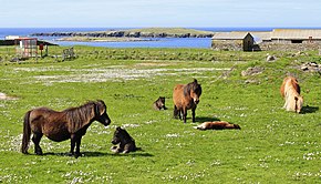 shetland wiki