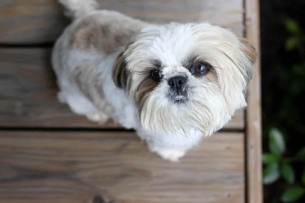 shih tzu with puppy cut