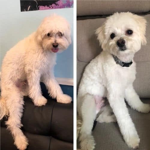 short hair maltipoo haircuts