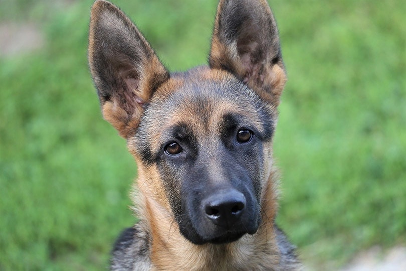 short haired german shepherd puppy