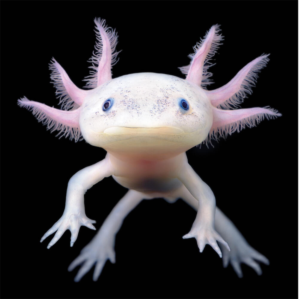 show me a pic of a axolotl