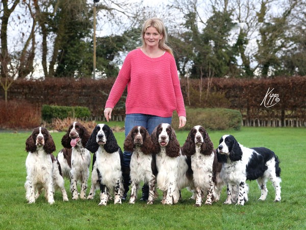 show springer spaniels for sale