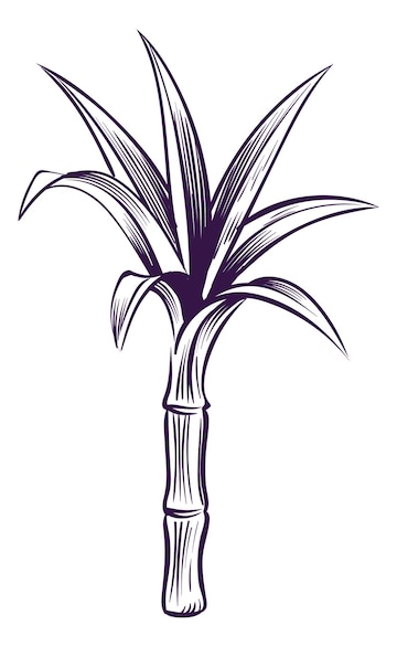 simple sugarcane drawing