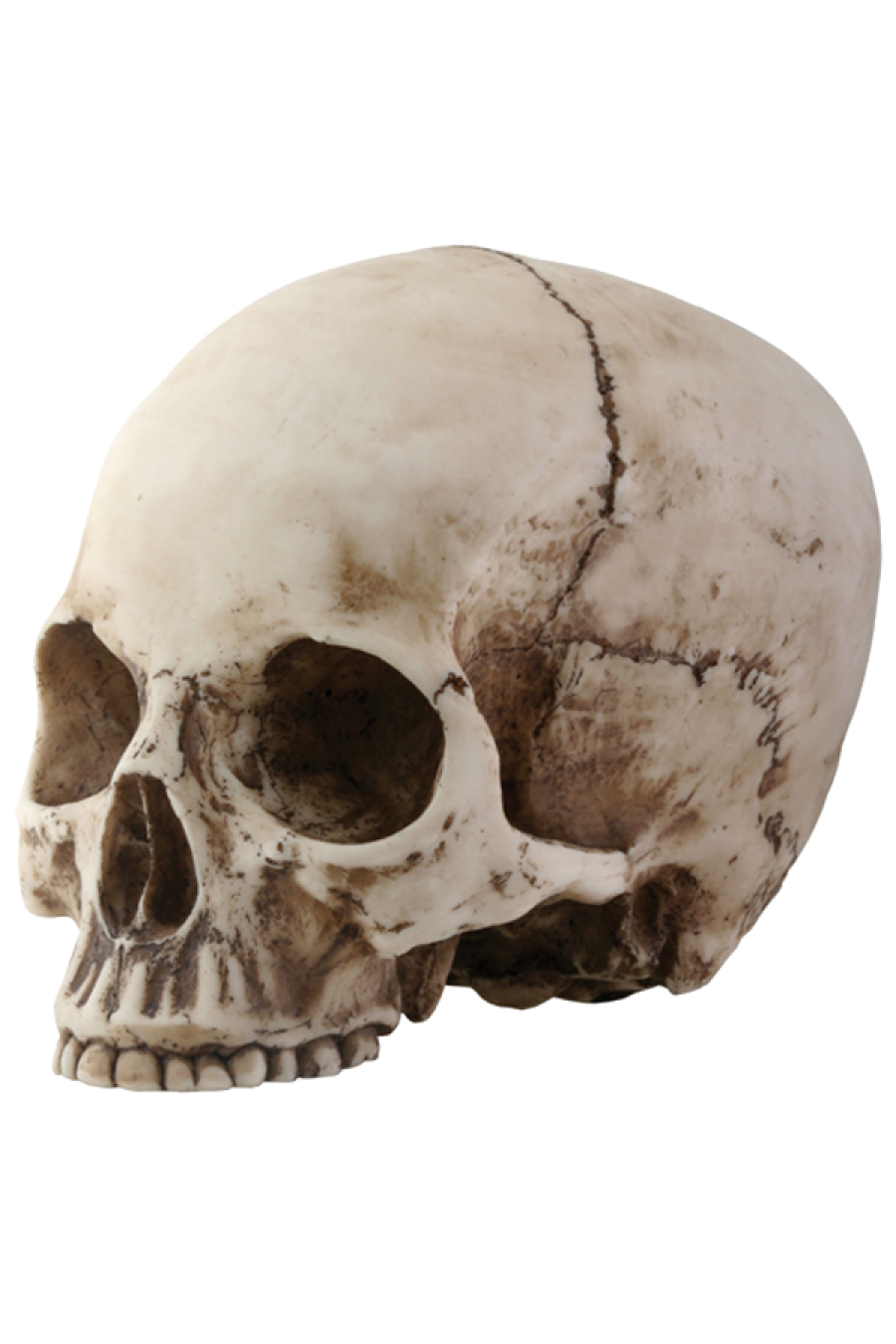 skeleton head png