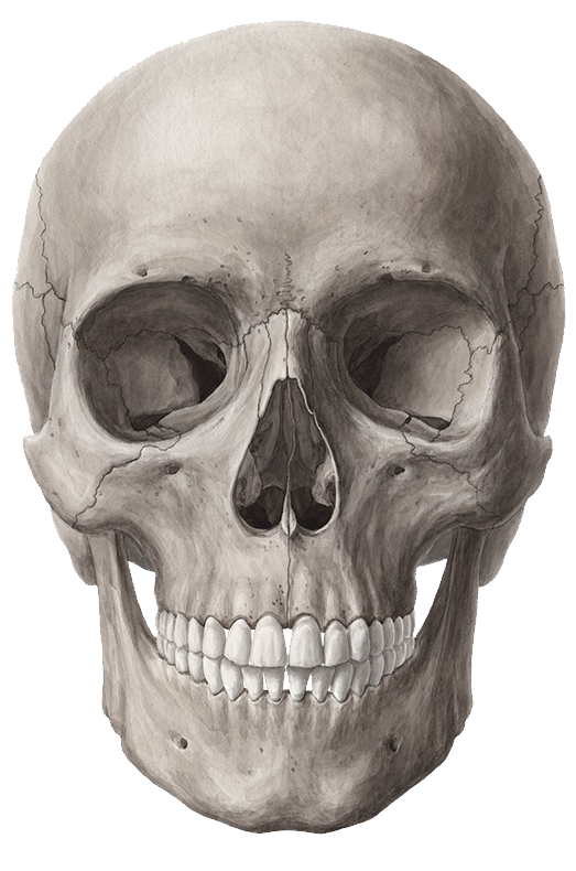 skull png transparent