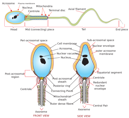 sperm capacitation