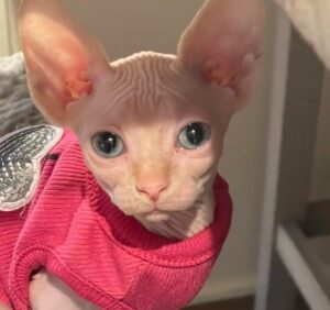 sphynx cat adoption ohio