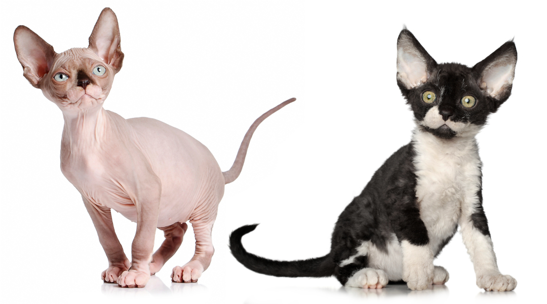 sphynx cat mix breed