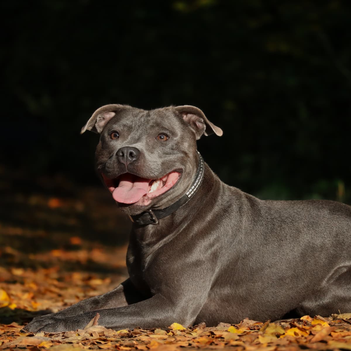 staffordshire pitbull