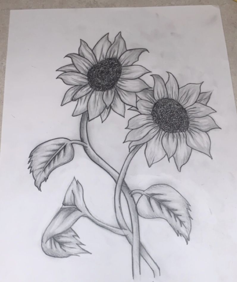 sunflower ki drawing