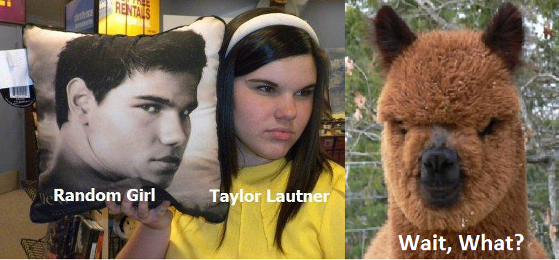 taylor lautner alpaca