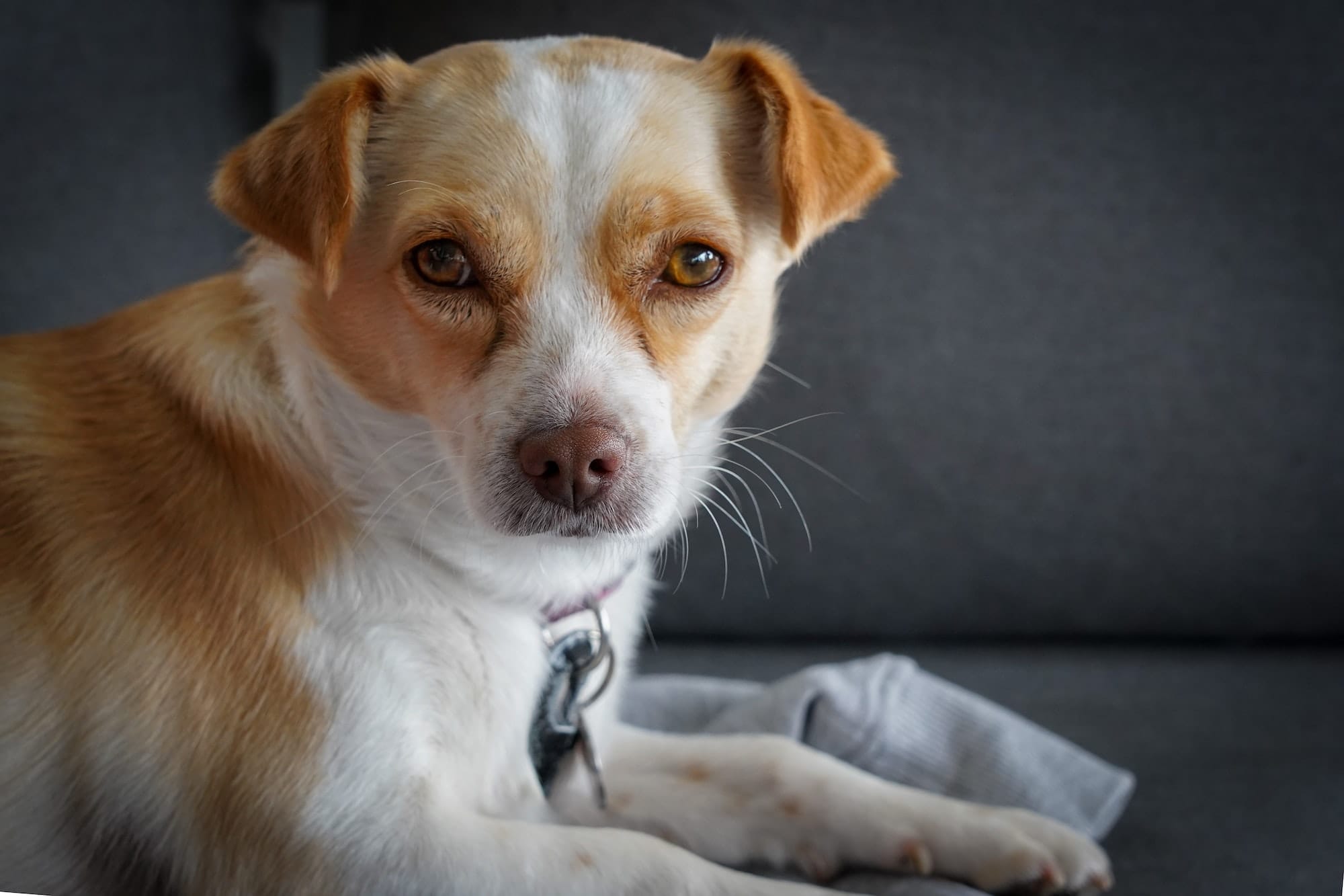 terrier chihuahua dog