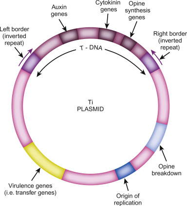 ti plasmid is obtained from