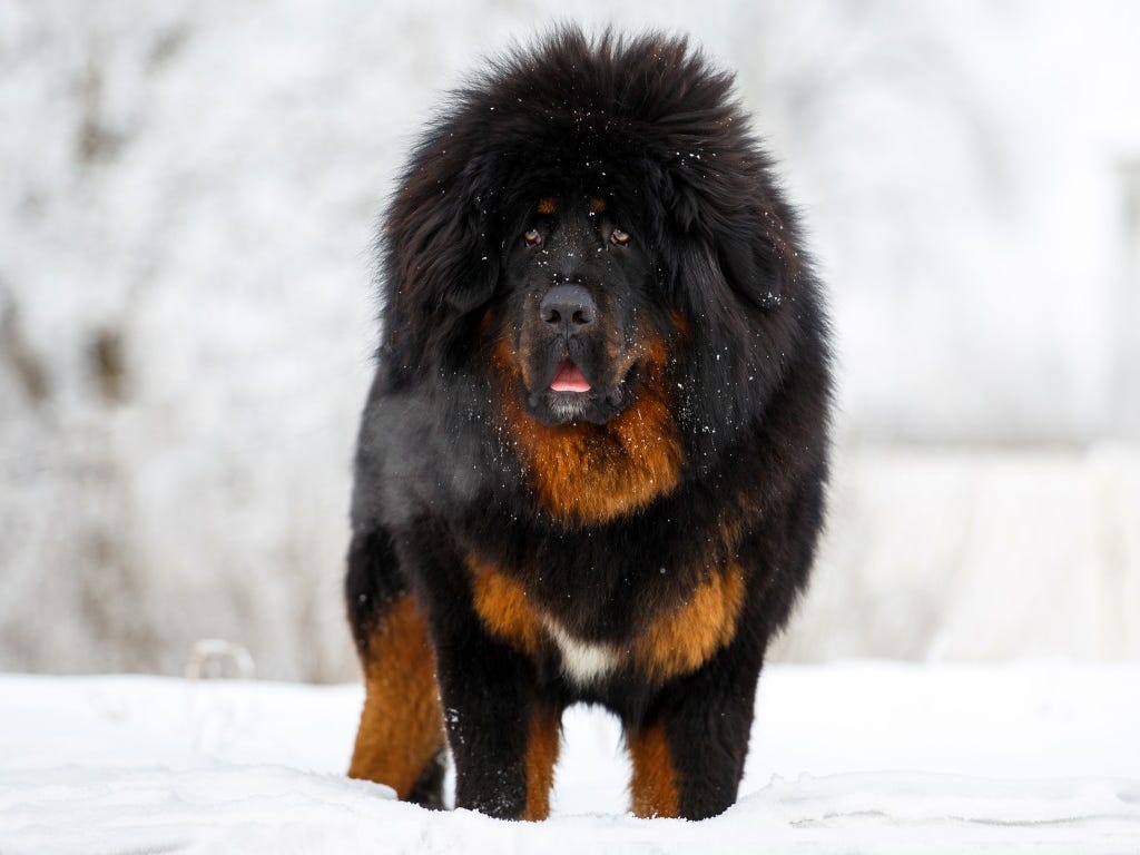 tibetan mastiff dog cost