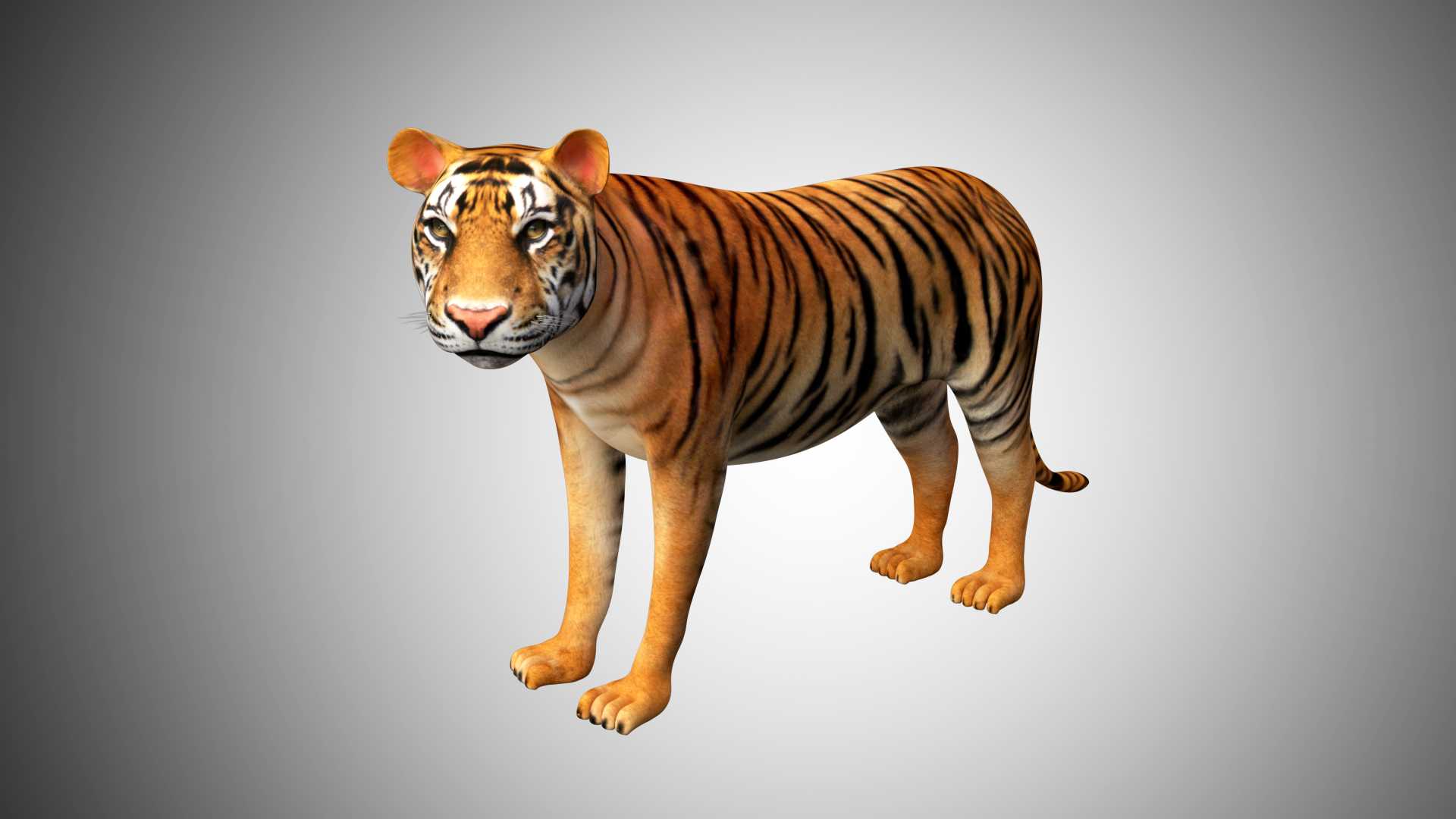 tiger3d