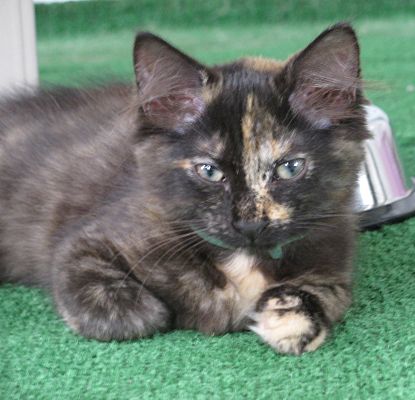 tortoiseshell cat for adoption near me